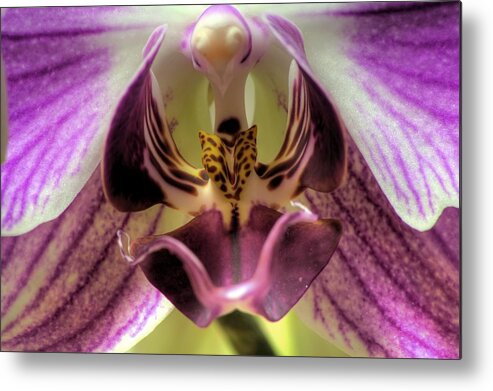 Hdr Metal Print featuring the photograph Macro Orchid by Brad Granger
