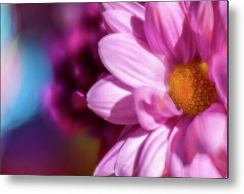 Flower Metal Print featuring the photograph Magenta floral on blue by Al Hurley