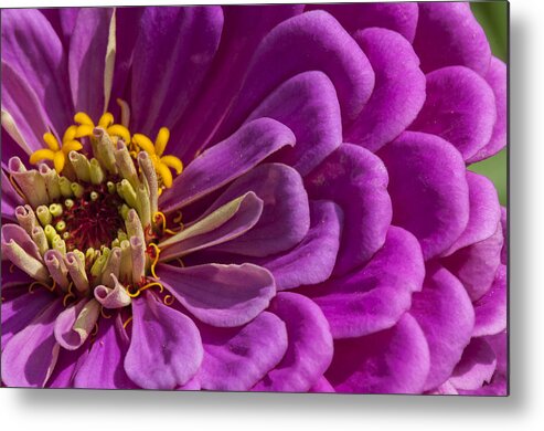 Beallesville Metal Print featuring the photograph Magenta Zinnia by Brian Green