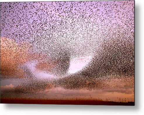 Starling Metal Print featuring the photograph Magic in the Air - Starling Murmurations by Roeselien Raimond