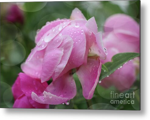 Magic On A Rainy Day Metal Print featuring the photograph Magic on a Rainy Day by Rachel Cohen