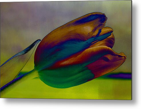 Flower Metal Print featuring the photograph Magical Tulip by Arlene Carmel