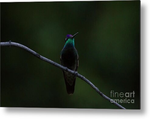 Magnificent Hummingbird Metal Print featuring the photograph Magnificent is my name by Ruth Jolly
