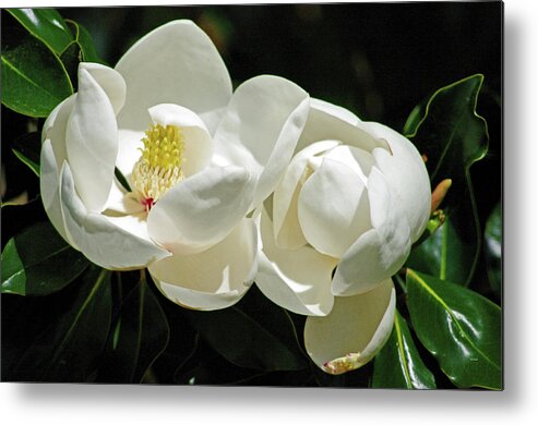 Nature Metal Print featuring the photograph Magnolia Bliss by Bess Carter