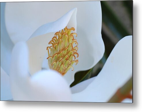 Flower Metal Print featuring the photograph Magnolia Blossom 2 by Amy Fose