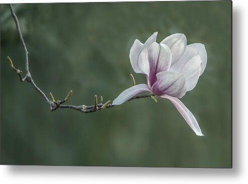 Flower Metal Print featuring the photograph Magnolia Blossom by William Bitman