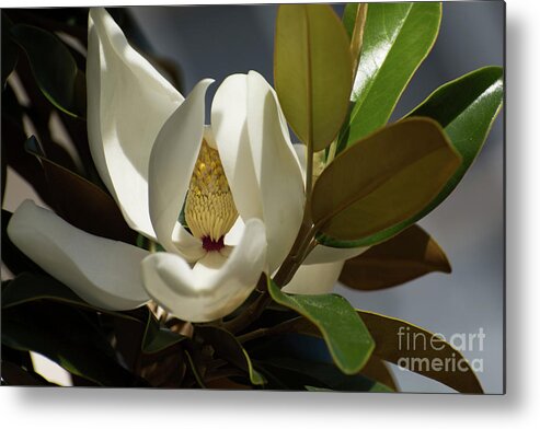 Magnolia Metal Print featuring the photograph Magnolia grandiflora by Zina Stromberg