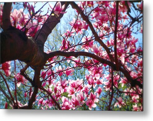 Dc Metal Print featuring the photograph Magnolia in Blossom by Valentino Visentini