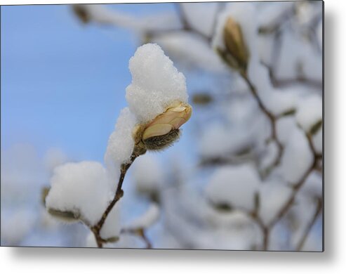 Macro Metal Print featuring the photograph Magnolia In Snow I by Marianne Campolongo