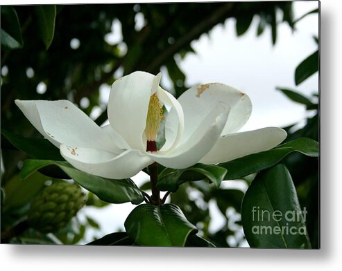Flowers Metal Print featuring the photograph Magnolia by John Black