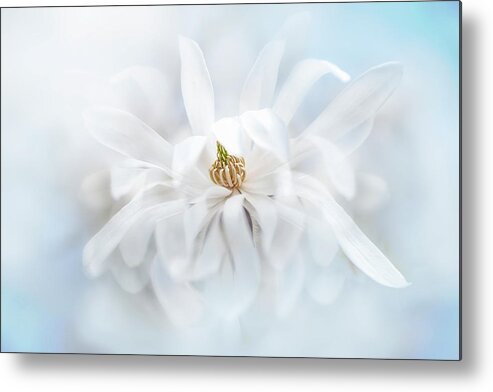 Magnolia Stellata Metal Print featuring the photograph Magnolia Stellata by Jacky Parker