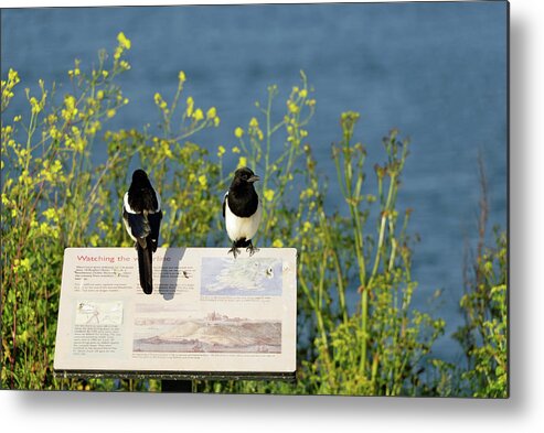 Britain Metal Print featuring the photograph Magpies Keeping Watch - Pendennis Point by Rod Johnson