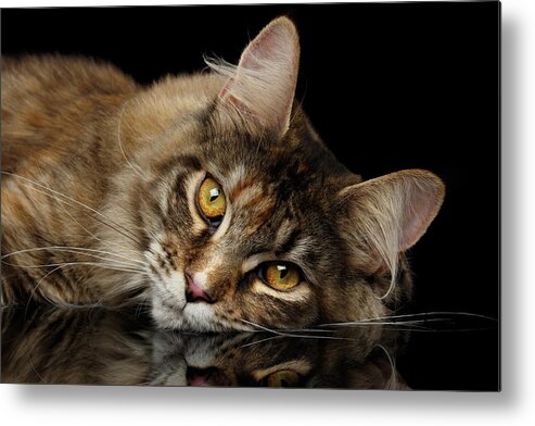 Cat Metal Print featuring the photograph Maine Coon Cat Lying, Looks Cute Isolated on Black Background by Sergey Taran