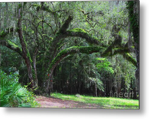 Oak Tree Metal Print featuring the photograph Majestic Fern covered Oak by Barbara Bowen