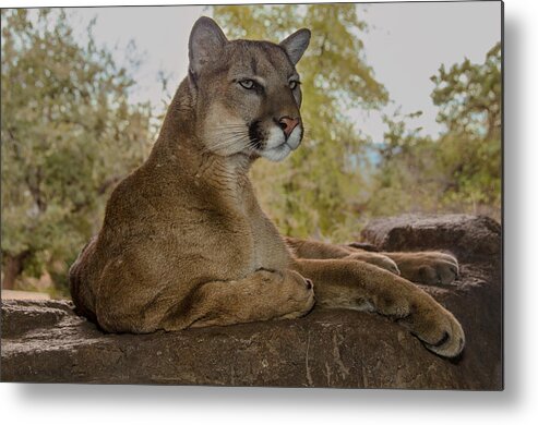 Mountain Lion Metal Print featuring the photograph Majestic Mountain Lion by Evelyn Harrison