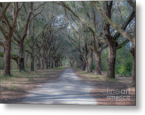 Allee Metal Print featuring the photograph Majestic Path by Dale Powell