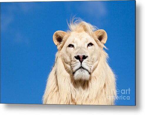 White Lion Metal Print featuring the photograph Majestic White Lion by Sarah Cheriton-Jones