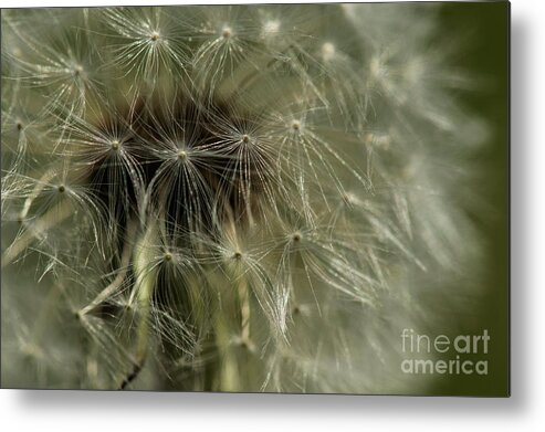 Dandelion Metal Print featuring the photograph Make A Wish by JT Lewis