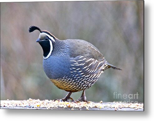 Photography Metal Print featuring the photograph Male California Quail by Sean Griffin