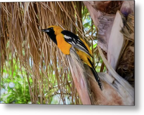 Feathered Friend Metal Print featuring the photograph Male Hooded Oriole H17 by Mark Myhaver