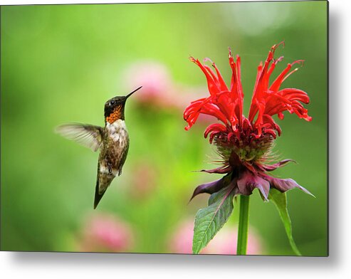 Hummingbird Metal Print featuring the photograph Male Ruby-Throated Hummingbird Hovering Near Flowers by Christina Rollo
