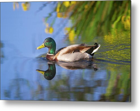 Mark Miller Photos Metal Print featuring the photograph Mallard and Flowers by Mark Miller