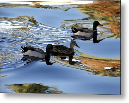 Mallard Duck Metal Print featuring the photograph Mallard Ducks by Valerie Collins