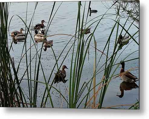Mighty Sight Studio Metal Print featuring the photograph Mallard Migration by Steve Sperry