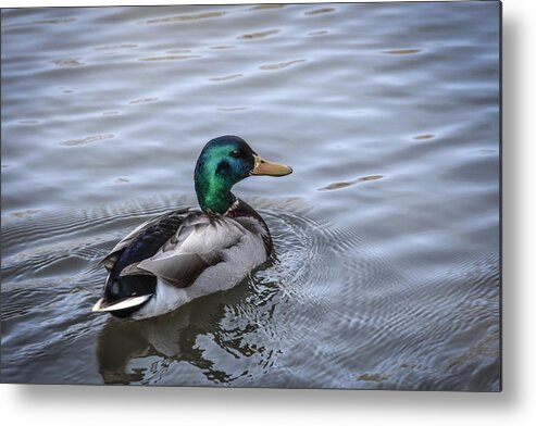 Mallard Metal Print featuring the photograph Mallard On Patrol by Ray Congrove