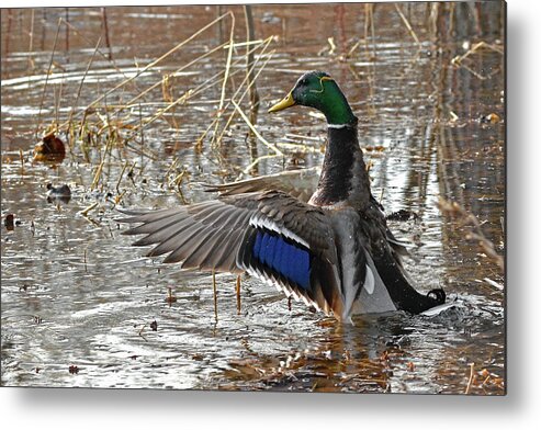 Duck Metal Print featuring the photograph Mallard, prince of the marsh by Asbed Iskedjian