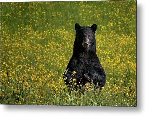 #black#bear#buttercups#newhampshire Metal Print featuring the photograph Mama Bear by Darylann Leonard Photography