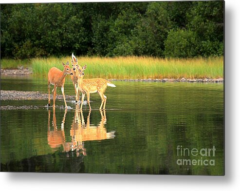 Deer Metal Print featuring the photograph Fishercap Family Gathering by Adam Jewell