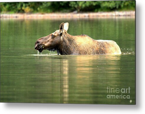  Metal Print featuring the photograph Many Glacier Moose 7 by Adam Jewell