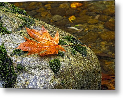 Maple Leaf Metal Print featuring the photograph Maple Leaf on a Rock by Sharon Talson