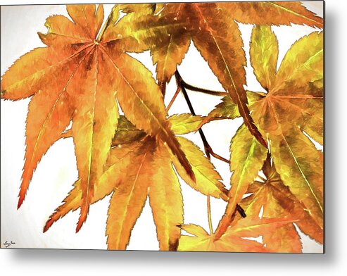 Maple Leaf Metal Print featuring the digital art Maple Leaves by Barry Jones