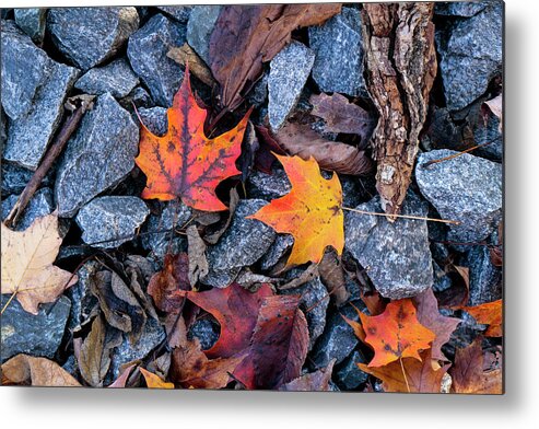 Autumn Metal Print featuring the photograph Maple Rocks by Todd Bannor
