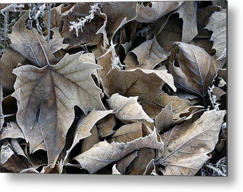 Maple Metal Print featuring the photograph Maple Salad by DArcy Evans
