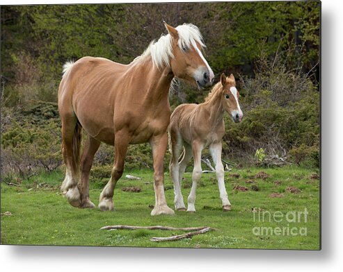00537167 Metal Print featuring the photograph Mare and Foal in France by Yva Momatiuk John Eastcott