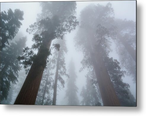 Yosemite National Park Metal Print featuring the photograph Mariposa Grove Winter by Kyle Hanson