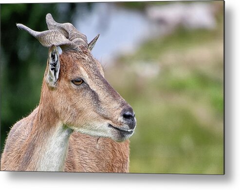  Metal Print featuring the photograph Markhor by Kuni Photography
