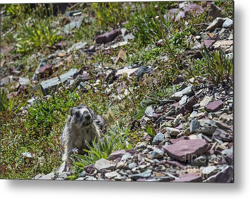 Marmot And Flower Metal Print featuring the photograph Marmot and Flower by Jemmy Archer