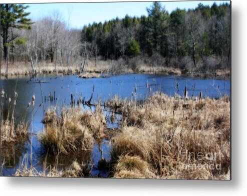 Marsh Metal Print featuring the photograph Marsh In Spring by Smilin Eyes Treasures