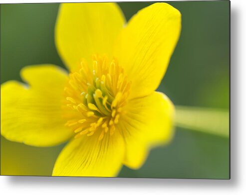 Wildflowers Metal Print featuring the photograph Marsh Marigold by Nancy Dunivin
