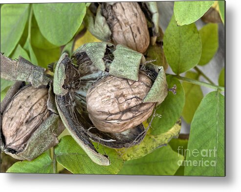 Walnut Metal Print featuring the photograph Mature English Walnuts On Branch by Inga Spence