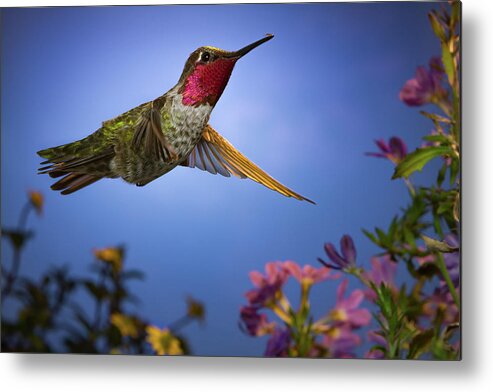 Hummingbird Metal Print featuring the photograph May I help you sir? by William Lee