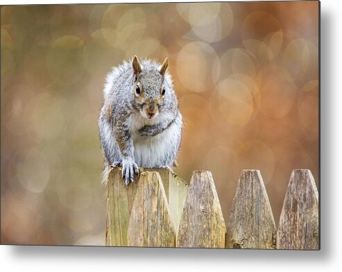 Squirrel Metal Print featuring the photograph May I Introduce Myself by Cathy Kovarik