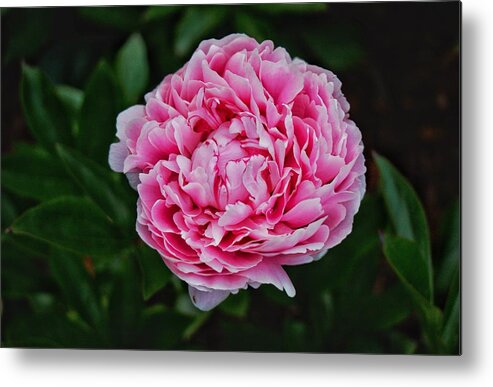 Peony Metal Print featuring the photograph May Peony by Chris Berrier