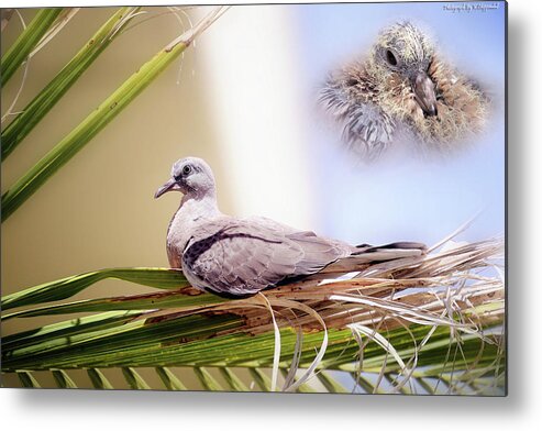 Dove Chicks Metal Print featuring the photograph Me all grown up 01 by Kevin Chippindall