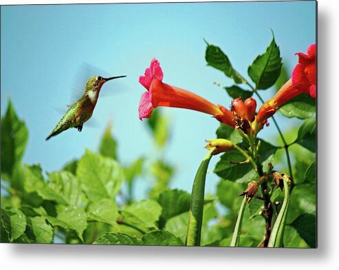 Hummingbird Metal Print featuring the photograph Me and My Trumpet by Diane Lindon Coy