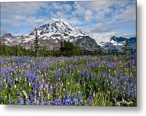 Alpine Metal Print featuring the photograph Meadow of Lupine Near Mount Rainier by Jeff Goulden